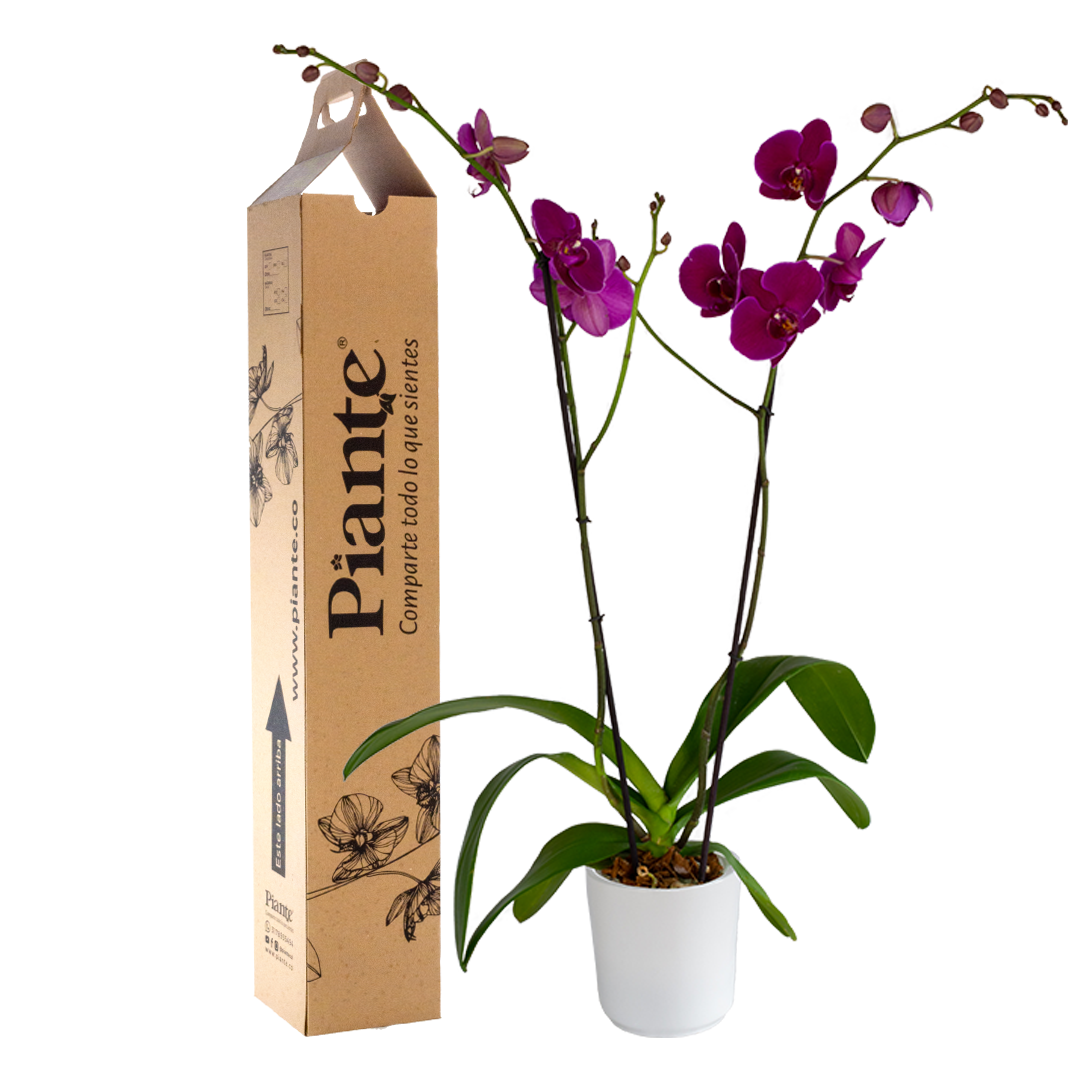 Orquídea Grandi supreme MORADO Stellenbosch en matera cerámica
